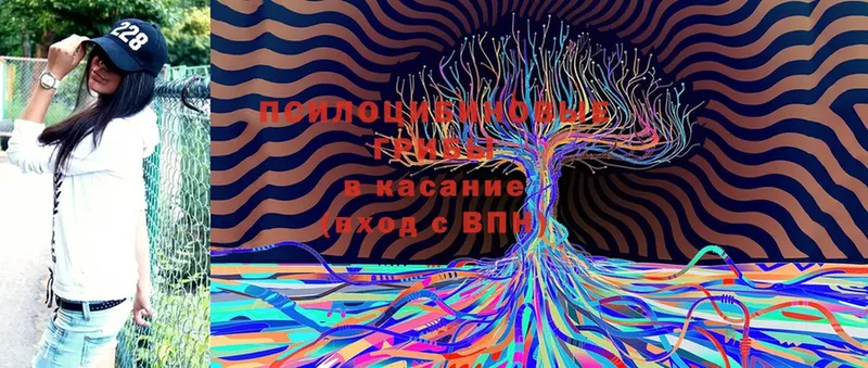 Галлюциногенные грибы Cubensis  где найти   Кирс 